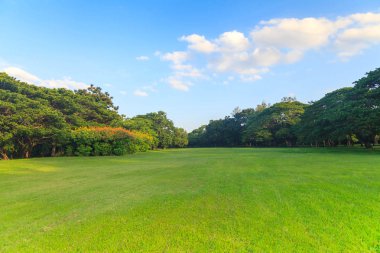 Mavi gökyüzünün altında güzel park yeşil ağaçların