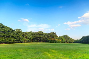 Mavi gökyüzünün altında güzel park yeşil ağaçların