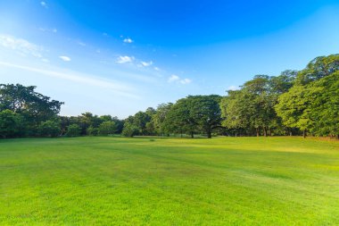Mavi gökyüzünün altında güzel park yeşil ağaçların
