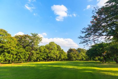 Mavi gökyüzünün altında güzel park yeşil ağaçların