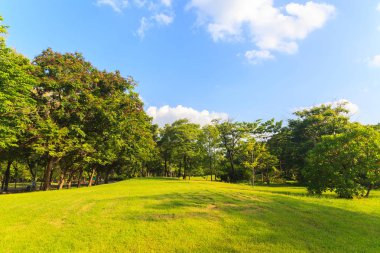 Mavi gökyüzünün altında güzel park yeşil ağaçların