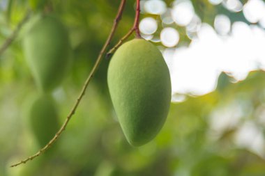 Ağaçtaki mango.