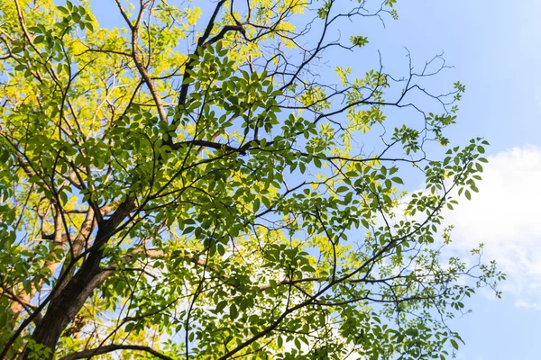 青空の下で美しい公園で緑の木々 — ストック写真