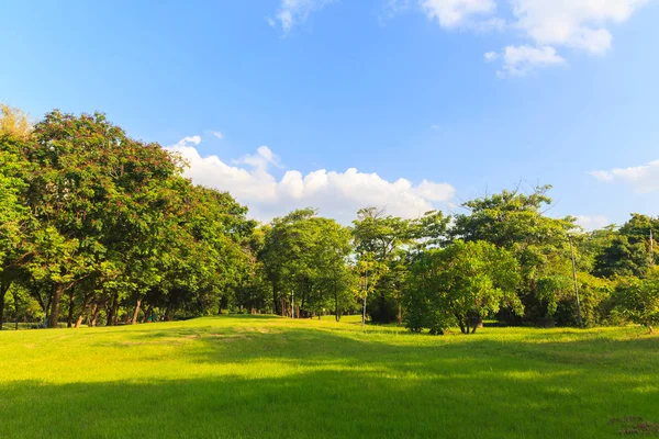 Arbres verts dans un beau parc sous le ciel bleu — Photo