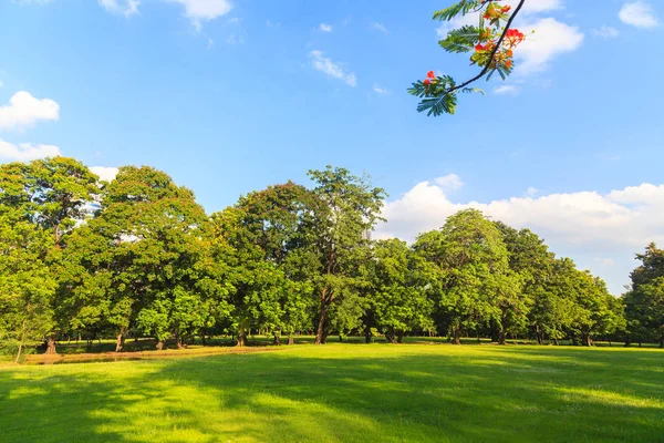 Árboles verdes en hermoso parque bajo el cielo azul —  Fotos de Stock