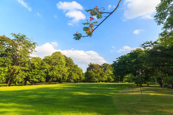 Green trees in beautiful park under the blue sky — Stock Photo, Image