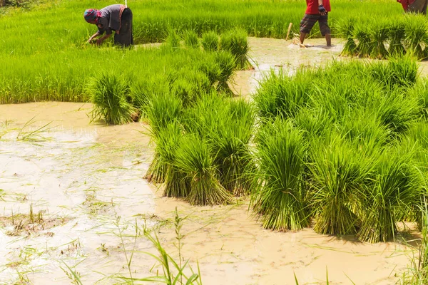 Azjatycki rolnik pracy na ryżowe pole — Zdjęcie stockowe