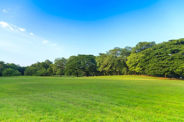 Gröna träd i vacker park under blå himmel Stockbild