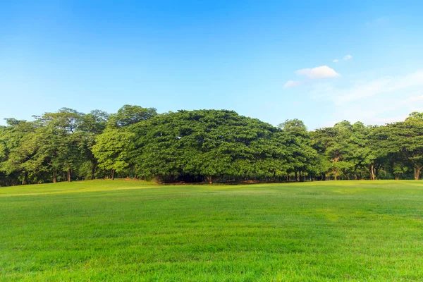 Gröna träd i vacker park under blå himmel Royaltyfria Stockbilder