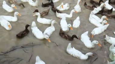 Beyaz ve siyah ördek Chase alan 