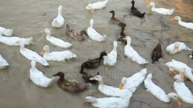Beyaz ve siyah ördek Chase alan 