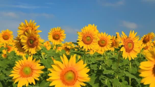 Nádherný výhled na pole slunečnic — Stock video
