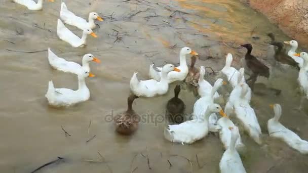 Campo de persecución de pato blanco y negro — Vídeo de stock