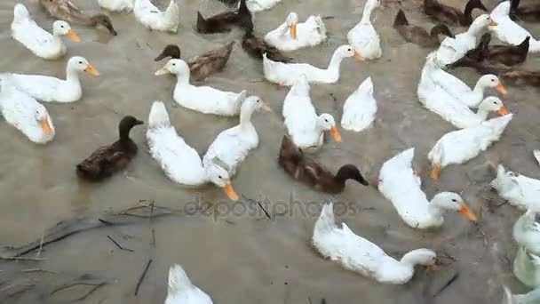 White and Black Duck Chase Field — Stock Video