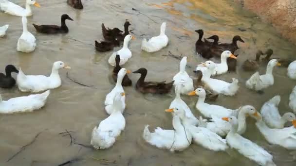 Czarno -biały kaczka Chase Field — Wideo stockowe