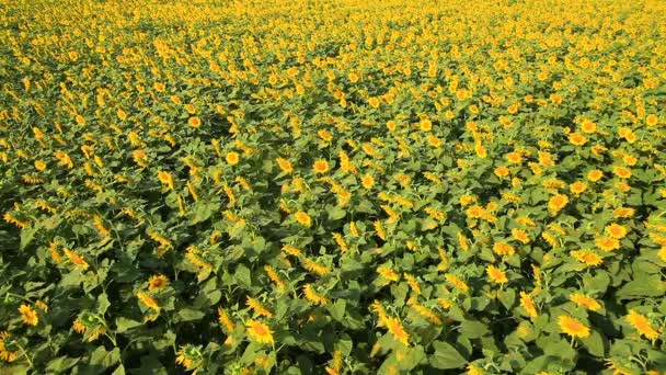 Magnifique vue sur le champ de tournesols 