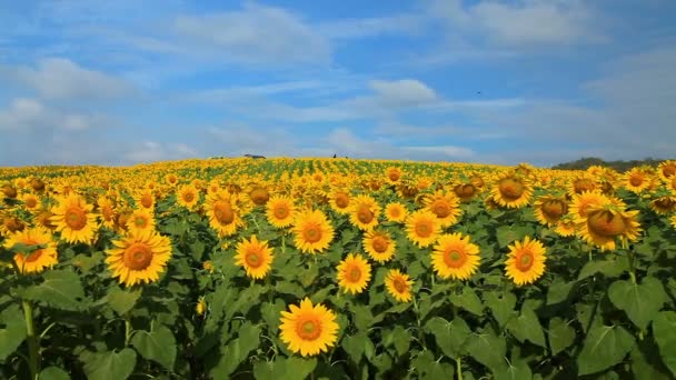 Magnifique vue sur le champ de tournesols — Video