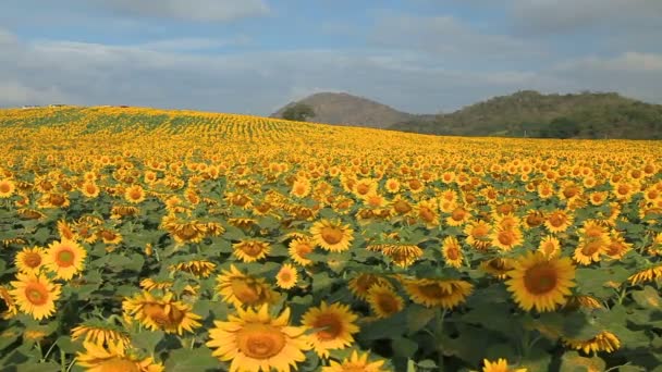 Wonderful view of sunflowers field — Stock Video