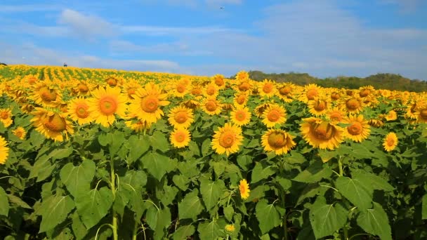 Magnifique vue sur le champ de tournesols 