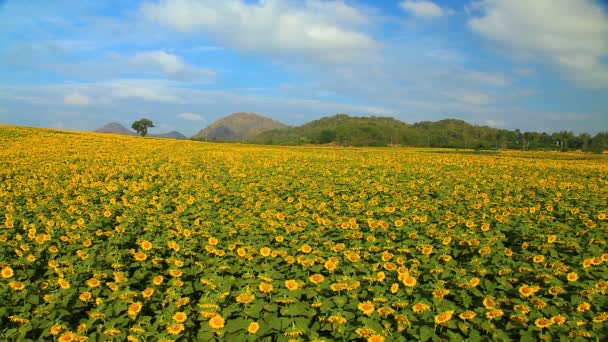 Wspaniały widok pola słoneczników — Wideo stockowe