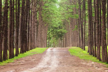 Tropikal ormanda morni ve çam ağacının güzel manzara