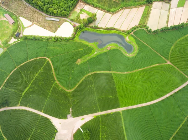 ドローンから紅茶のプランテーションの空撮ショット — ストック写真