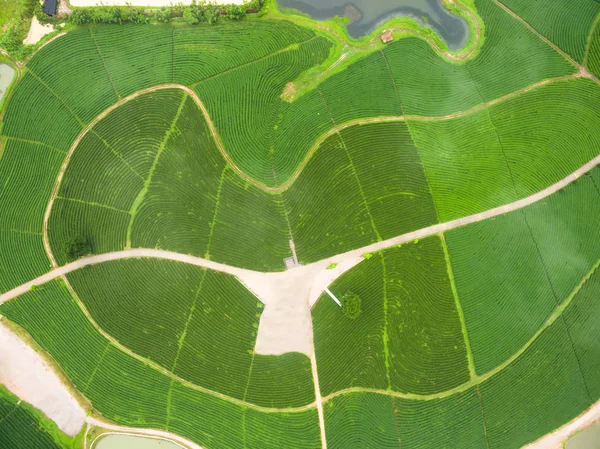 ドローンから紅茶のプランテーションの空撮ショット — ストック写真