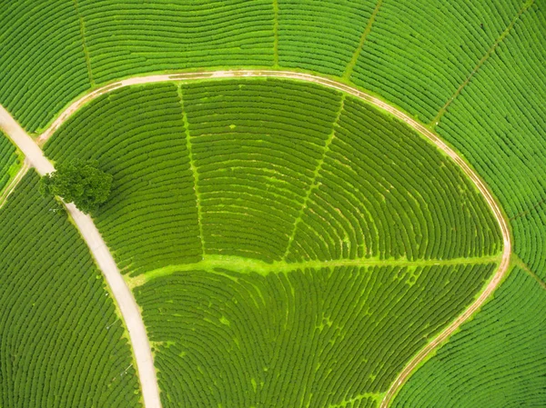 Widok z lotu ptaka z plantacji herbaty, strzał z dronów — Zdjęcie stockowe