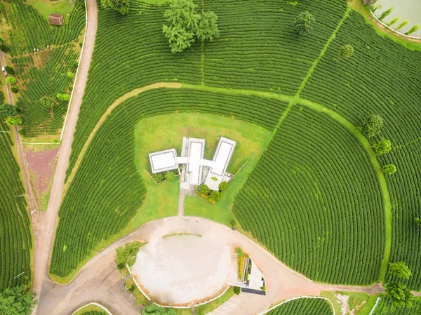 Luftaufnahme der Teeplantage, aufgenommen von einer Drohne — Stockfoto