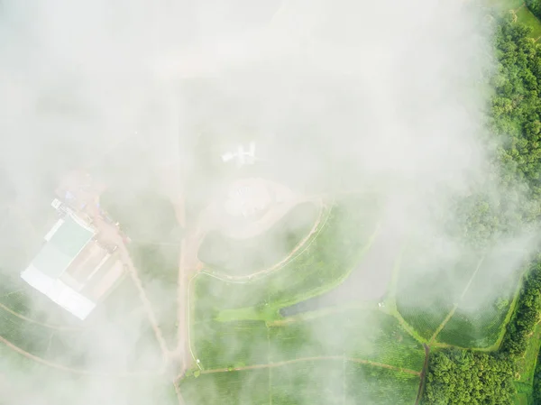 Luftaufnahme der Teeplantage mit einem weißen Nebel obskur, Schuss hin — Stockfoto