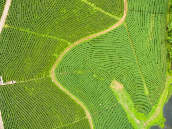 ドローンから紅茶のプランテーションの空撮ショット — ストック写真