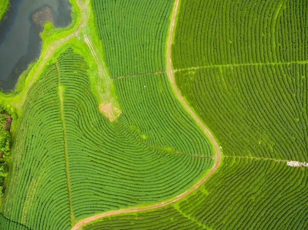 ドローンから紅茶のプランテーションの空撮ショット — ストック写真