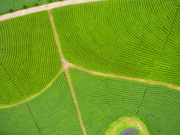 Aerial view of Tea plantation, Shot from drone — Stock Photo, Image