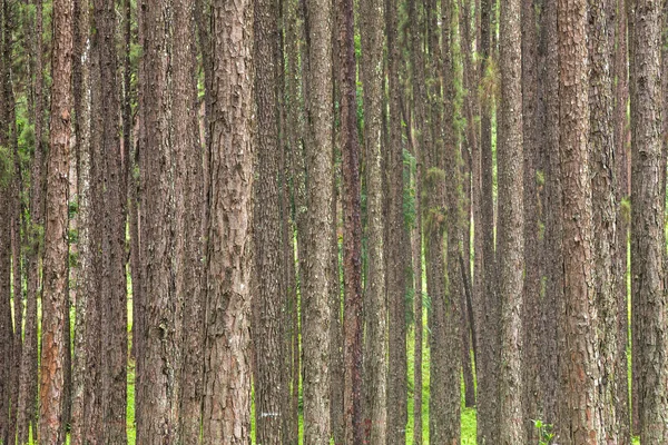 Tropikal ormanda morni ve çam ağacının güzel manzara — Stok fotoğraf