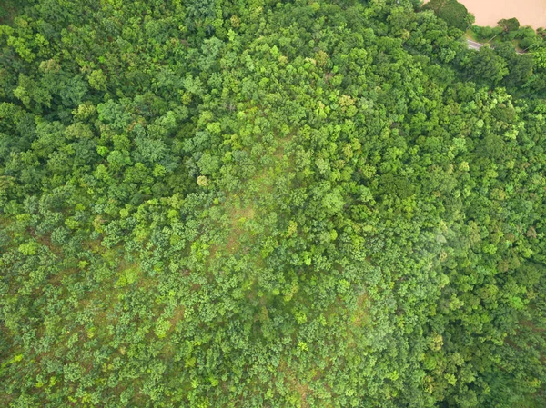 Widok z lotu ptaka Piękny las tropikalny, Strzał z drona — Zdjęcie stockowe
