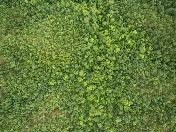 İnsansız hava aracından çekilen güzel tropikal ormanın havadan görünüşü — Stok fotoğraf