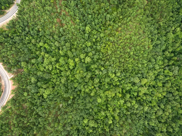 Vista aérea del hermoso bosque tropical, disparo desde un dron —  Fotos de Stock