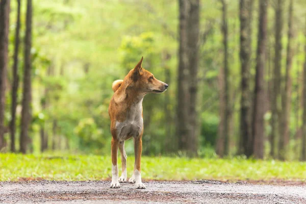 Anjing di hutan pinus — Stok Foto