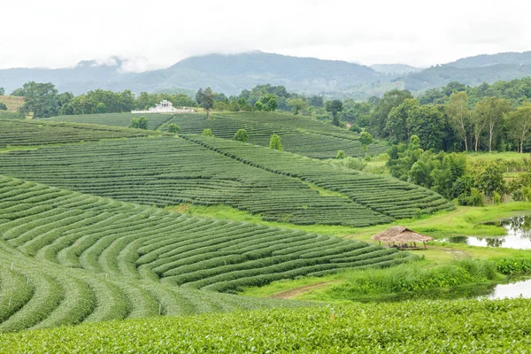 Beautiful landscape of Tea plantation at sunrise — Stock Photo, Image