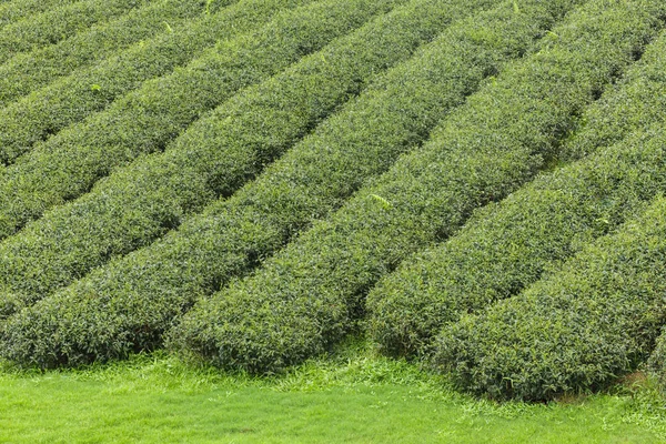 Bella piantagione di tè all'alba — Foto Stock
