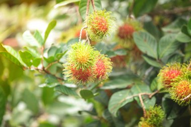 Rambutan çiftlik, rambutan meyve ağacı üzerinde