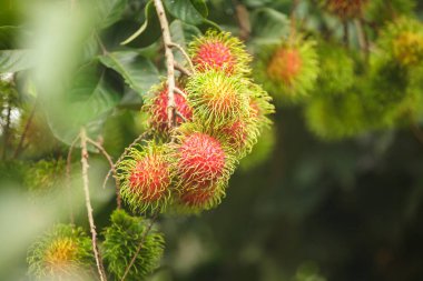 Rambutan çiftlik, rambutan meyve ağacı üzerinde