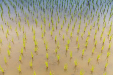 Pirinç tarlaları fidan