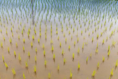 Pirinç tarlaları fidan