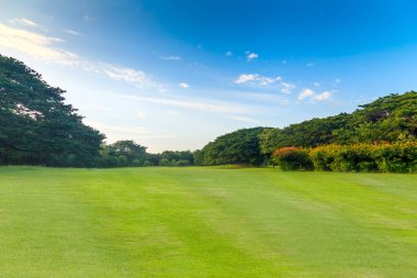 Yeşil otlar ve ağaçlar mavi gökyüzünün altında güzel Park