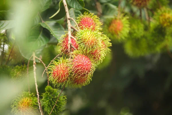 Rambutan gård, rambutan frukt på träd — Stockfoto