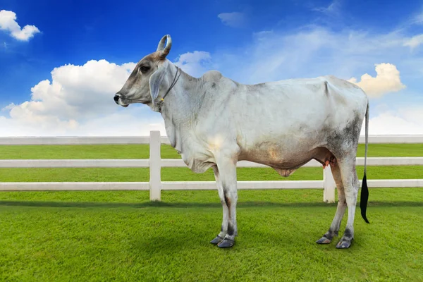 La vaca en el prado hermoso verde contra el cielo azul en verano —  Fotos de Stock