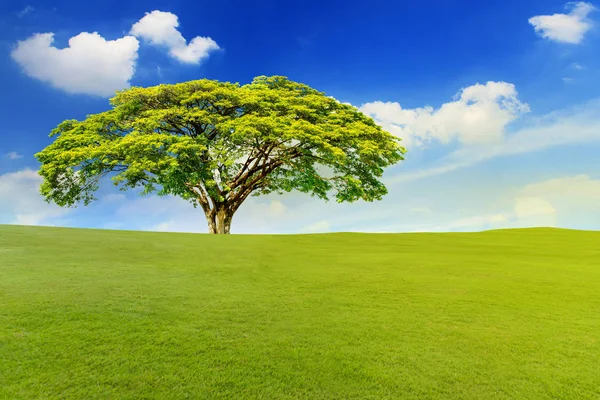 Schöne Landschaft der grünen Wiese mit großem Baum — Stockfoto