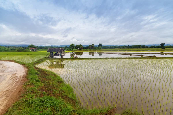 Hermosa naturaleza paisajística de plántulas en campos de arroz —  Fotos de Stock