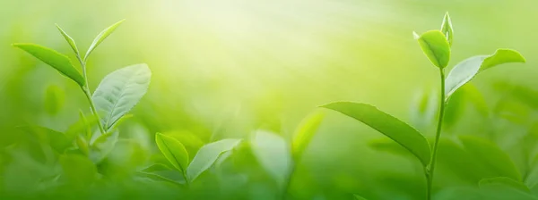 Fresh tea leaves in morning on tea plantation field — Stock Photo, Image